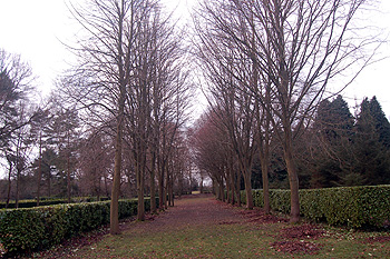 The nave of the Tree Cathedral looking west January 2009